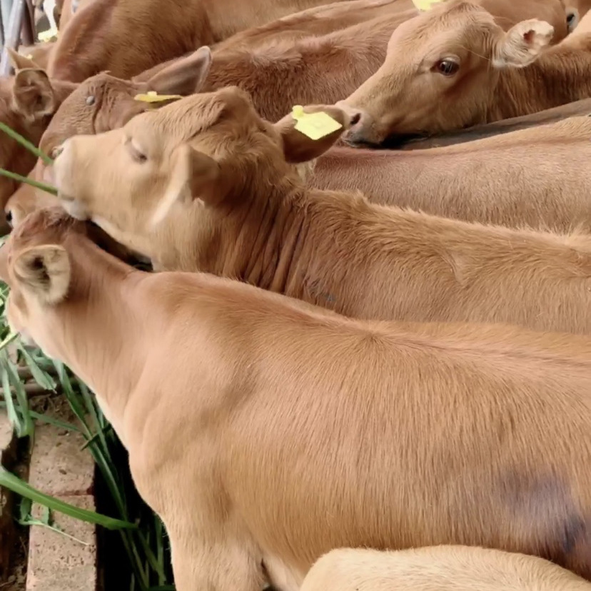 肉牛犊改良五元杂交牛鲁西黄牛价格四川地区适合养殖黄牛小牛犊苗