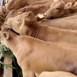 肉牛犊改良五元杂交牛鲁西黄牛价格四川地区适合养殖黄牛小牛犊苗