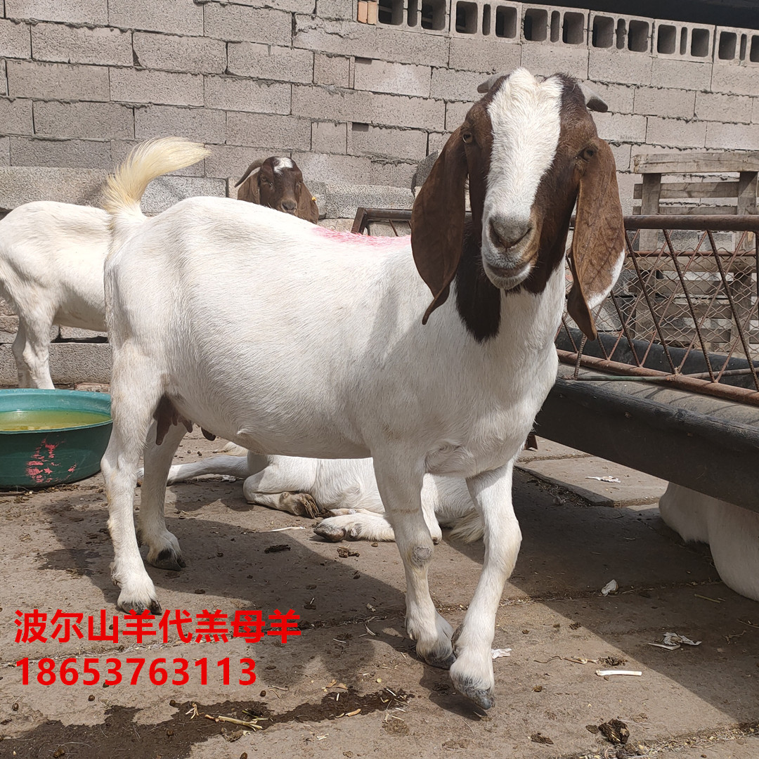 波尔山羊出售 波尔山羊羊羔价格 现在波尔山羊公羊多少钱一只