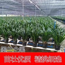 浓香兰花盆栽墨兰企黑报岁兰宽叶兰花苗素心白墨客厅阳台绿植花卉