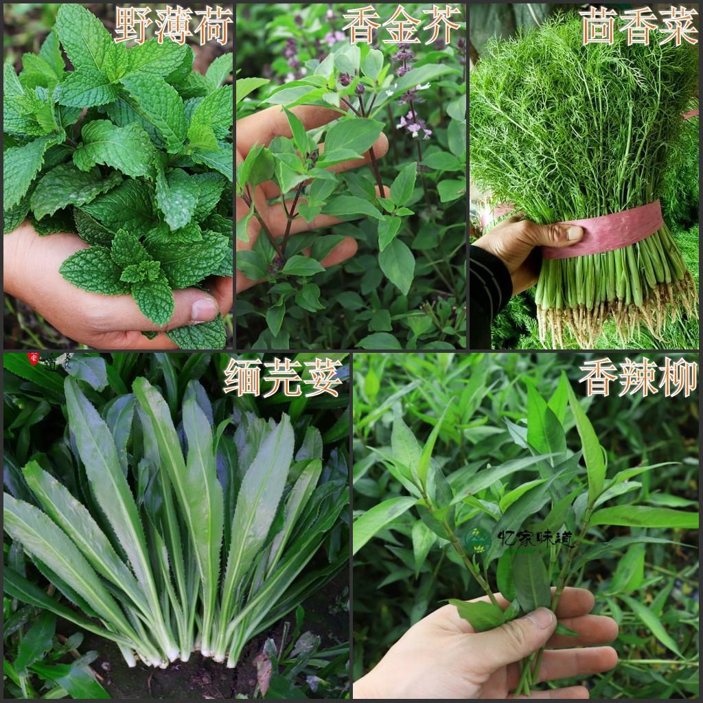 云南德宏新鲜佐料 缅芫荽大香菜 香蓼柳金芥薄荷-阿里巴巴