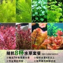 鱼缸造景真植物全套啟鱼缸里的水草鱼缸里的水草植物真草活体有啟