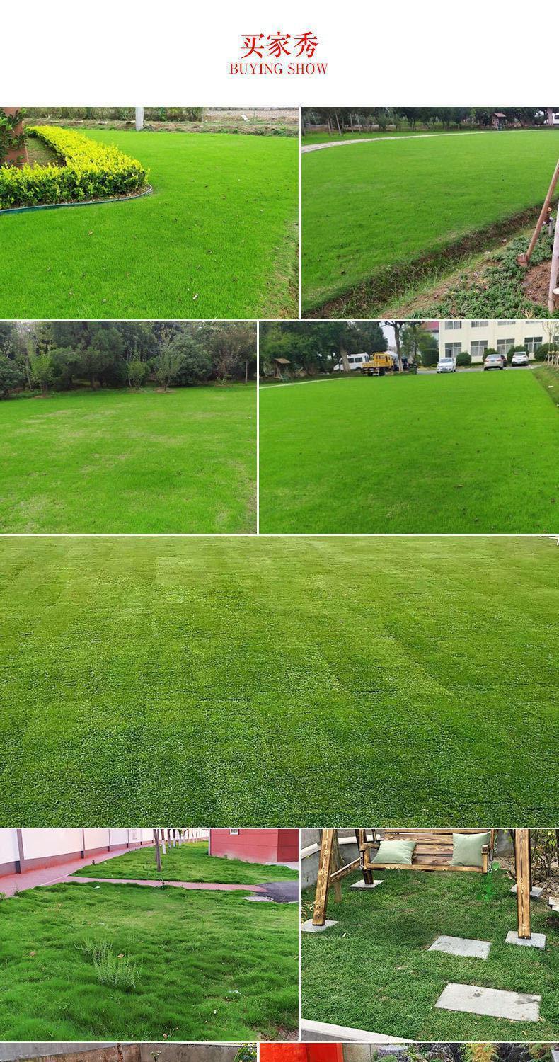 草坪绿化工程绿地四季常青真草坪带土庭院别墅足球场花园草皮基地