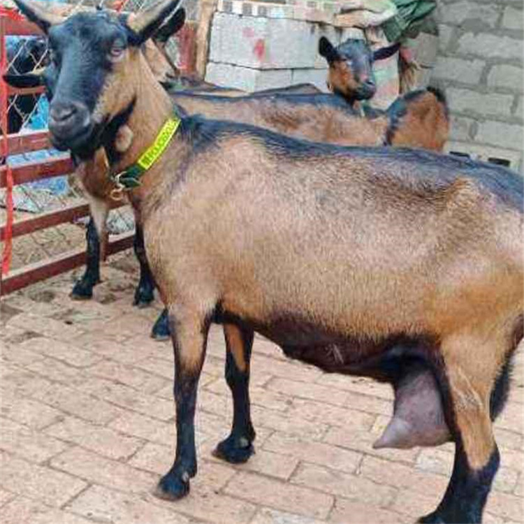 奶山羊羊羔价格 陕西养殖10只红鹿奶羊成本是多少 购买前期需要做