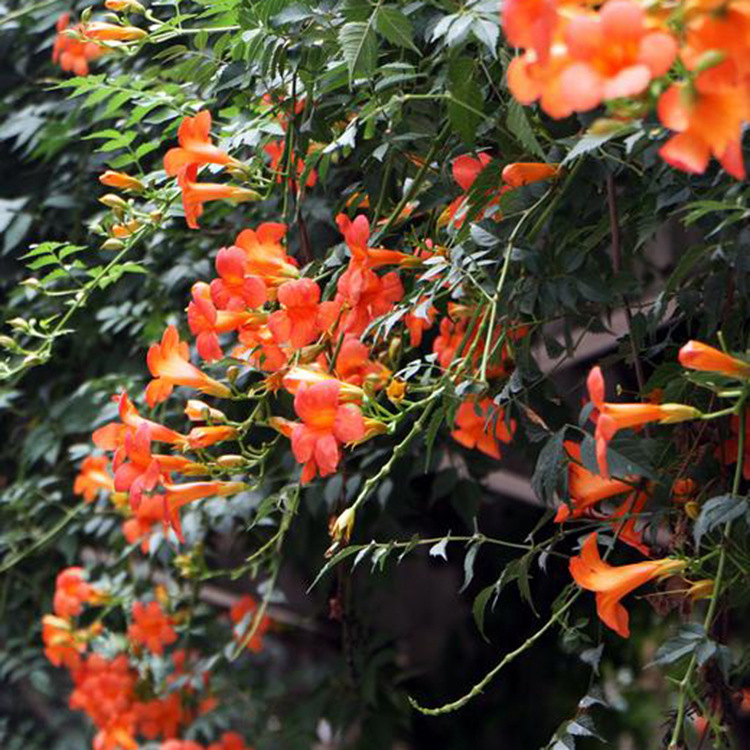 批发供应美国凌宵花苗 攀援花卉凌霄苗 庭院爬藤植物凌霄规格齐全