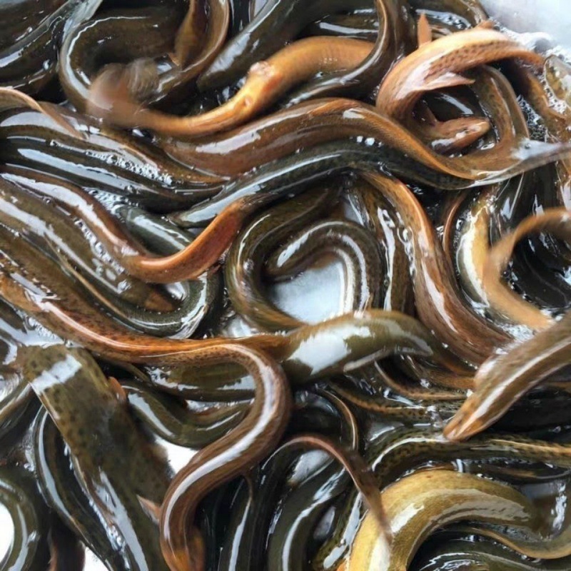 江苏发货大泥鳅鱼活体食用泥鳅现杀小青鳅黄鳅段鲜活跨境厂家直销
