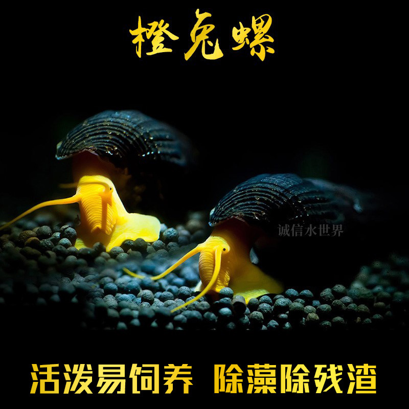 苏螺黄吐螺橙兔螺橙兔子螺观赏螺橙兔钉螺苏拉威西螺