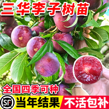 一件代发三华李子树苗红心新品种特大嫁接蜂糖李北南方种植水果树