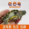 Turtles live[Send turtle food]Red-eared gold lovers Lay eggs Watch wholesale Little Turtle Living creatures Pets