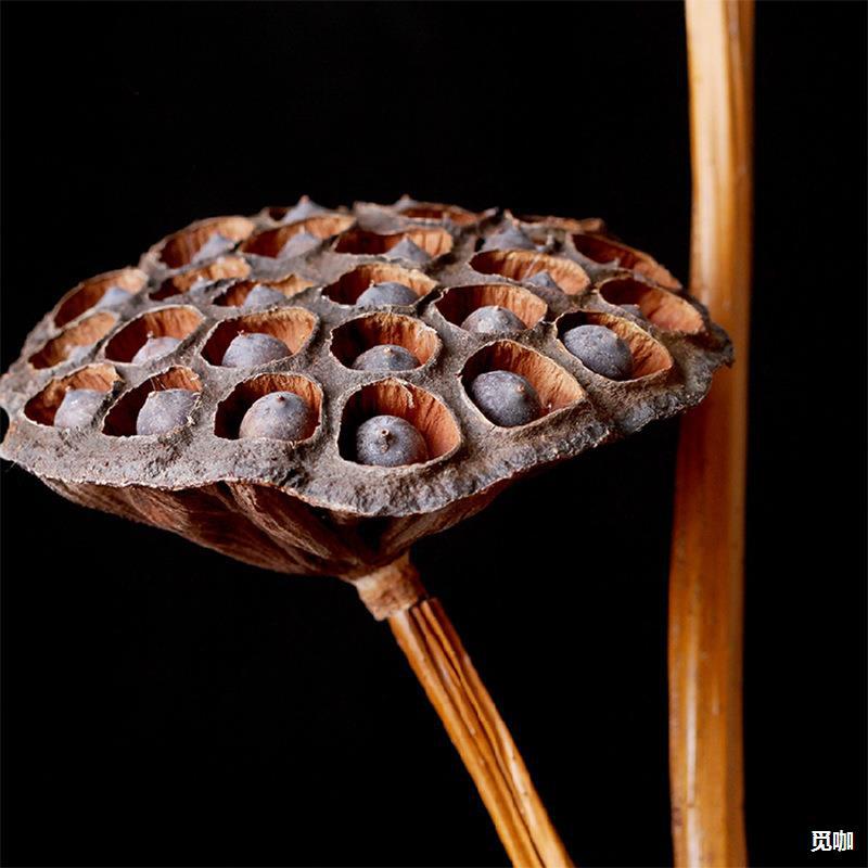 【真杆莲蓬】真杆带莲子干莲蓬干花落地真莲蓬大莲蓬拍摄道具