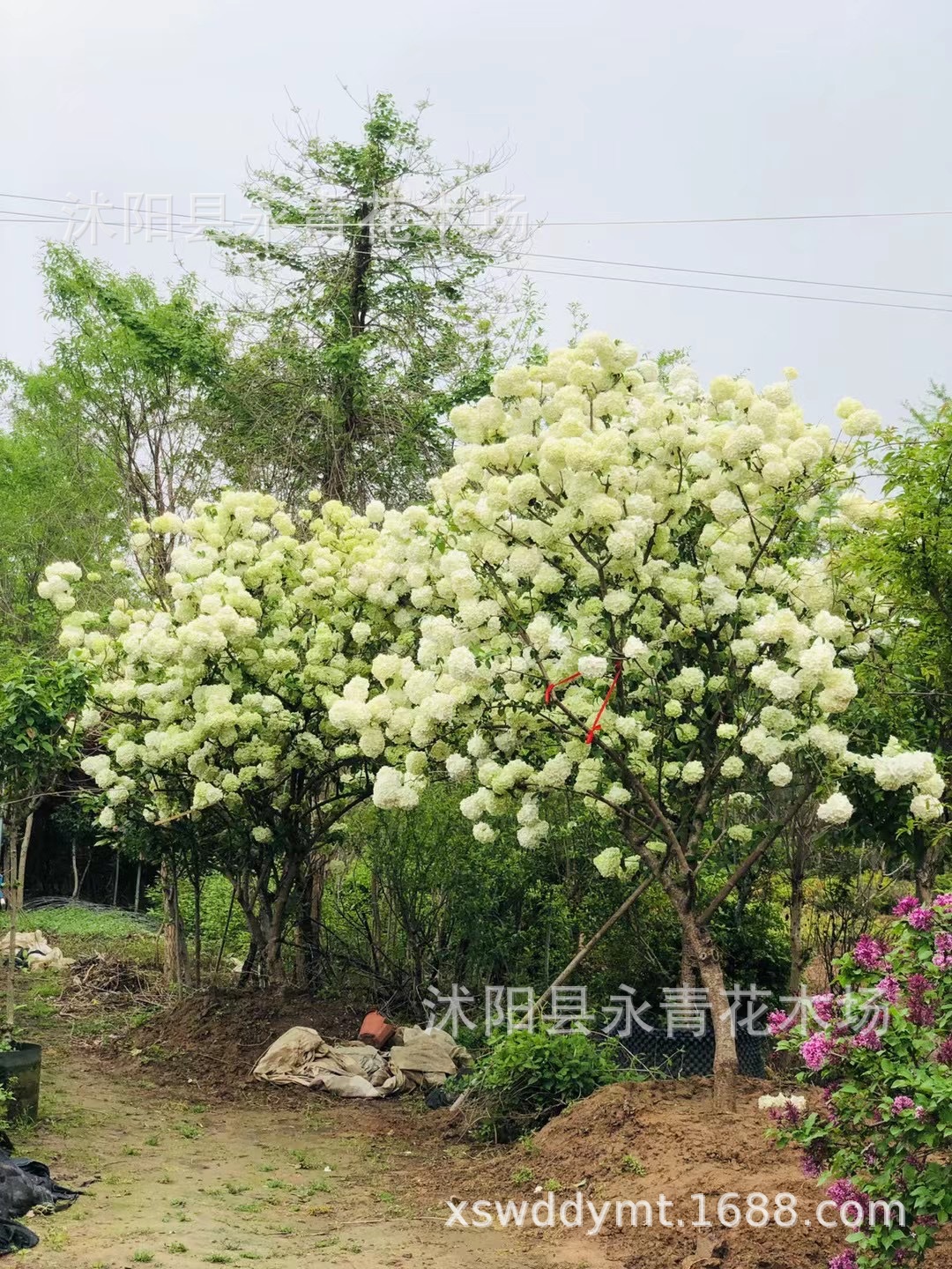 出售大规格木本绣球,11公分高杆大花木本绣球,独杆大花斗球实物