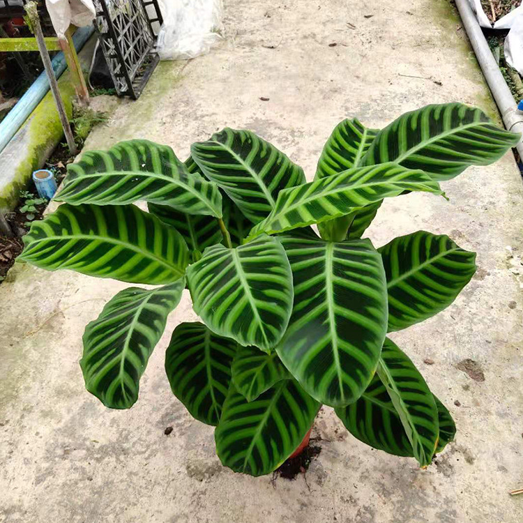 【基地直供】天鹅绒盆栽室内外观叶植物盆栽居家花卉耐养耐运输