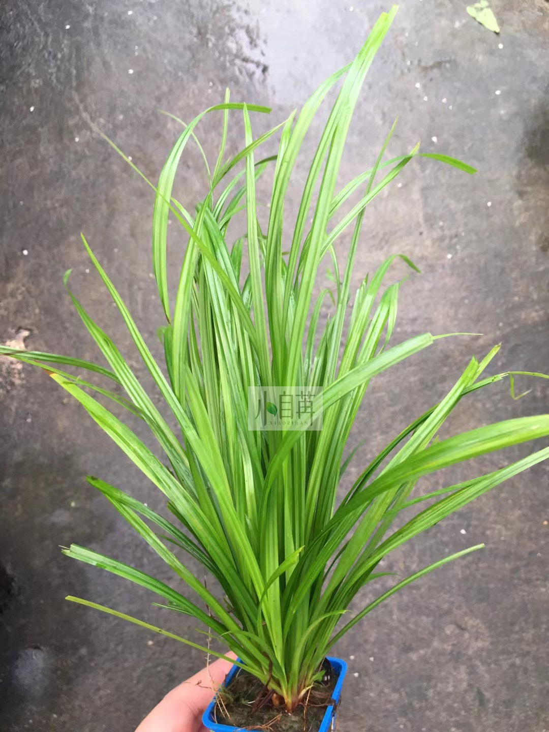 泰国水剑水草活体批发鱼缸造景真水草装饰水族箱观赏后景草有茎类