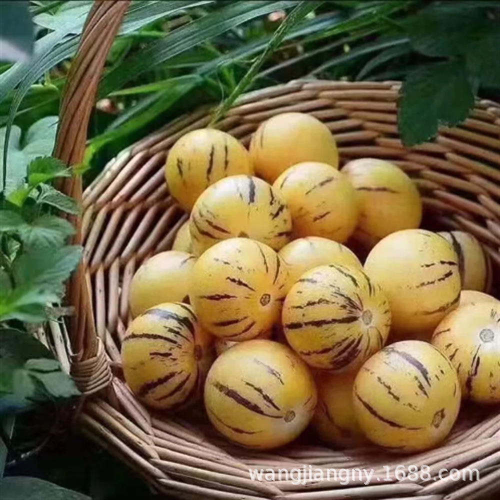 人参果种子多年生水果种子四季播种人生果树种子庭院盆栽种子