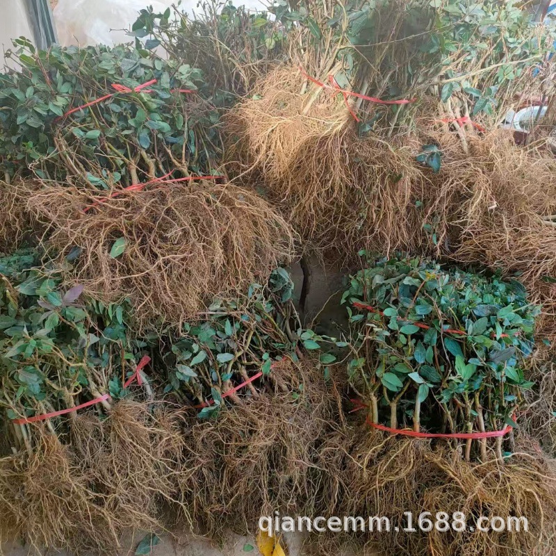 基地批发金银花树苗盆栽地栽爬藤植物红黄金银花苗当年开花庭院花