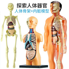 儿童人体器官解剖生理学骨骼肌肉模型骨架医学玩具小学生