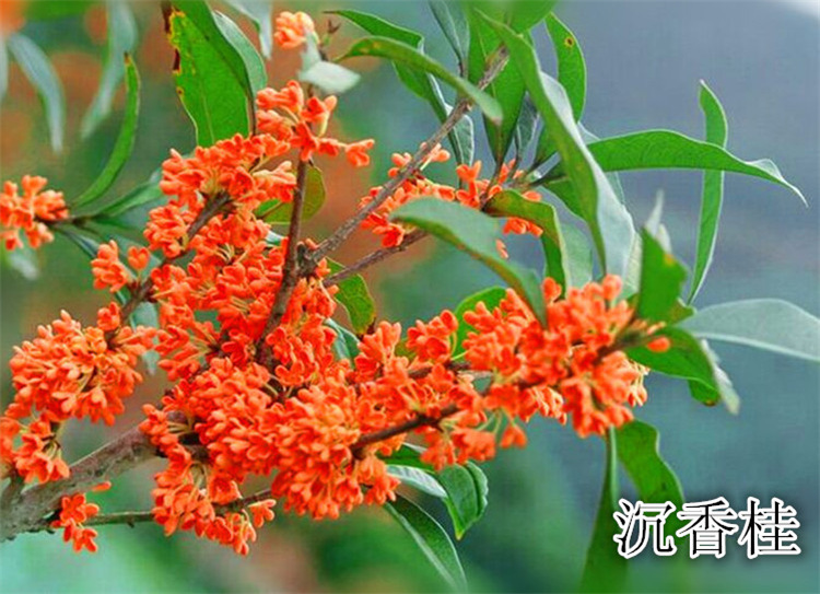 室外浓香型桂花树苗盆栽当年开花金桂丹桂沉香桂庭院地栽量大优惠