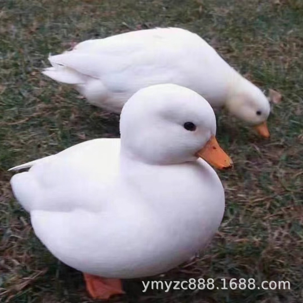 网红宠物正宗柯尔鸭活体纯种可达鸭幼崽景区观赏小黄鸭幼崽活苗