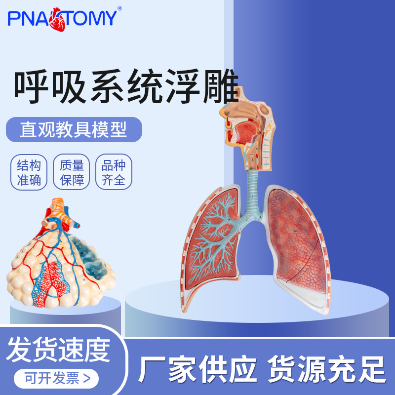 呼吸系统浮雕 2部件 人体呼吸系统解剖模型肺解剖系统浮雕模型