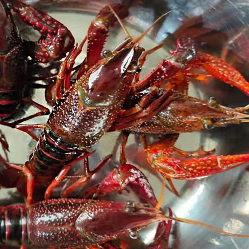 小龙虾鲜活江苏清水2-5斤装洪泽湖新鲜青壳虾红头虾速卖通-阿里巴巴
