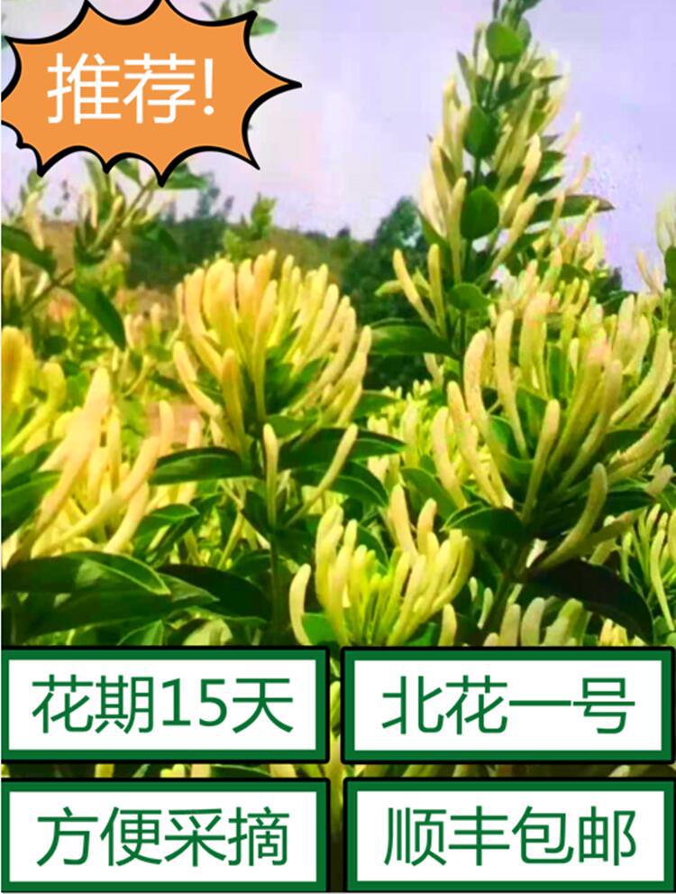 买家服务支付方式山东省平邑县金银花推广办公室现有大量新品种"北花"