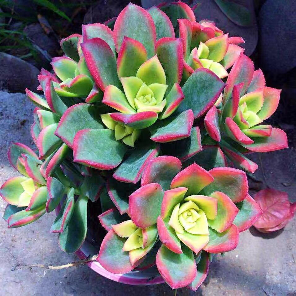 包邮黑法师多肉植物法师多肉老桩多头特价清仓超大法师多肉处理批