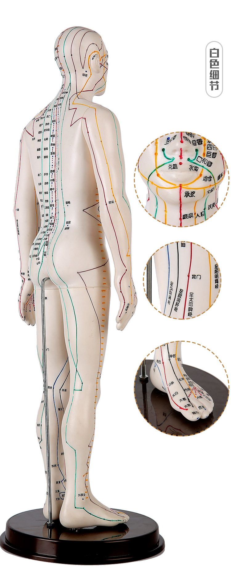 医用人体针灸模型60cm男女可选可扎针