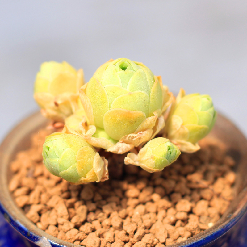 黄金山地玫瑰系列多肉植物老桩群生多头罕见花卉肉肉稀有品种包邮