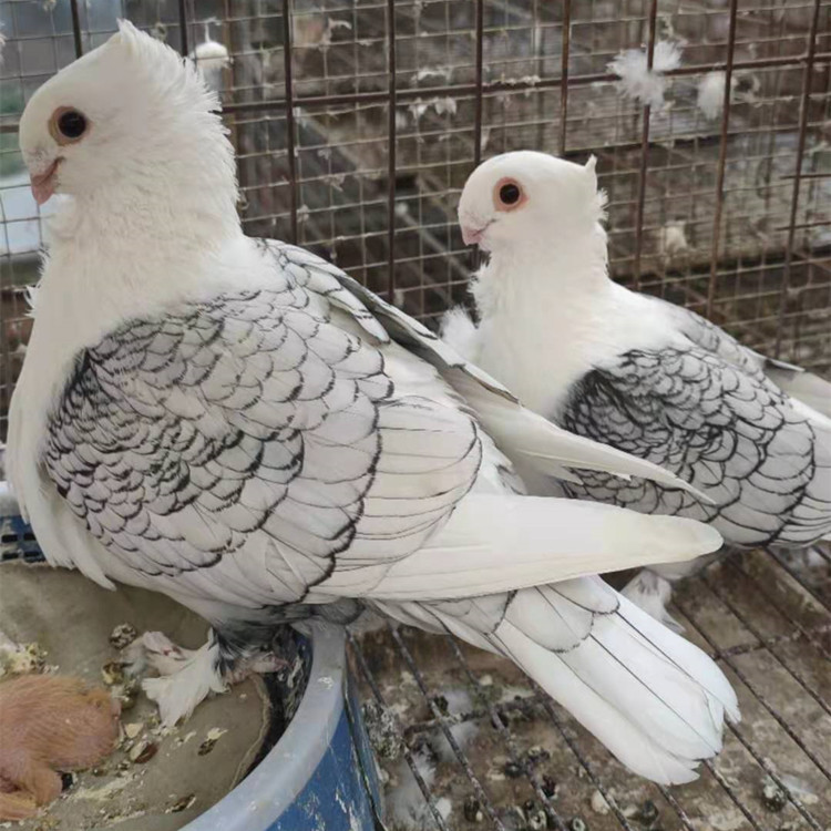 出售淑女鸽 淑女特别种鸽 黑花淑女鸽 蓝天淑女鸽观赏鸽-阿里巴巴