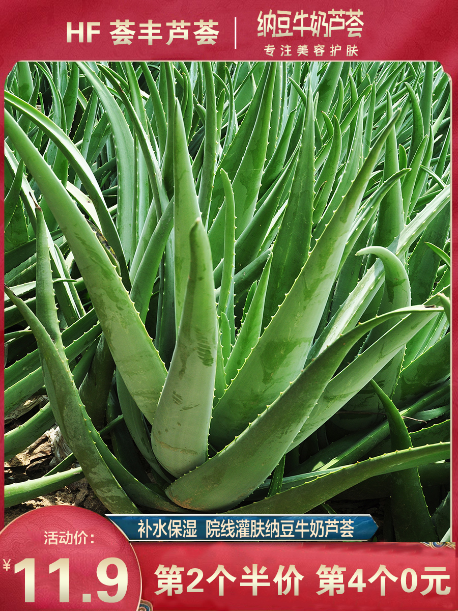 美国库拉索芦荟盆栽植物芦荟苗芦荟植物盆栽美容新鲜芦荟盆栽室内