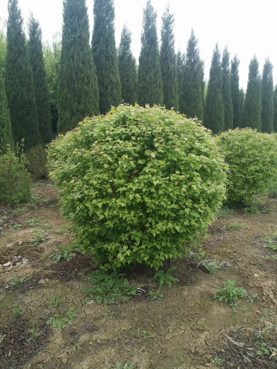 三角枫球 茶条槭球 三角枫小苗茶条槭墩小区庭院行道绿篱价格优惠