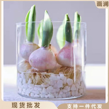 水培玻璃花盆圆形正方形透明郁金香种球水养植物器皿花瓶迷你鱼缸