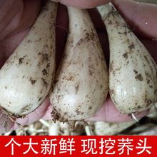 农家自种蕌头 新鲜蔬菜 叫头教头 江西大个藠头荞头新鲜茭头 批发