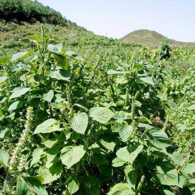 贵州特产农家新酥麻籽油性苏子酥麻黑苏麻引子糖引子陷原料苏麻籽