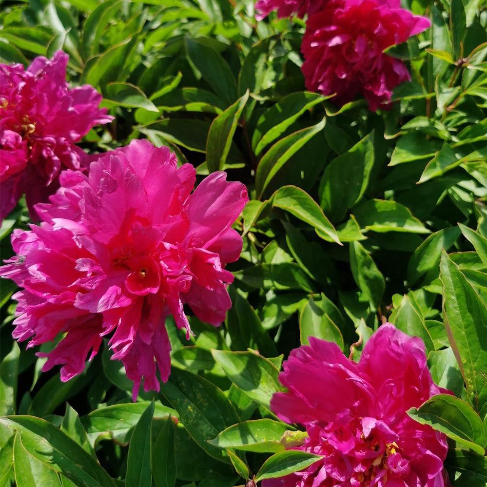 重瓣芍药东北耐寒花卉花色艳丽可做花海庭院公园小区绿化