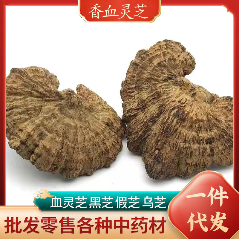 云南香血灵芝 皱盖灵芝 假芝乌芝黑肉灵芝深山血灵芝中药材非种植