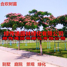 合欢树苗绒花树苗芙蓉花树苗盆栽南北方大型绿工程庭院风景绿化苗