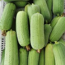 肉丝瓜新鲜 短棒胖台湾香丝瓜福建农家现摘新鲜类蔬菜批发1/5斤
