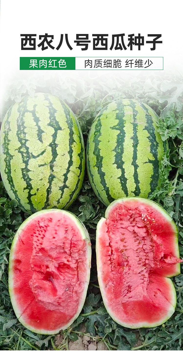 超甜西农八号西瓜种子 高产四季播懒汉甜王西瓜超甜早熟大西瓜籽