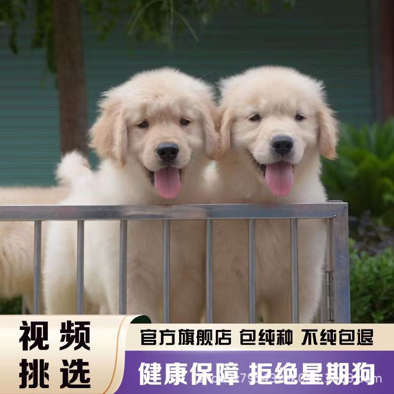 纯种金毛犬活体宠物幼犬家养宠物狗赛级双血统大骨架金毛活物