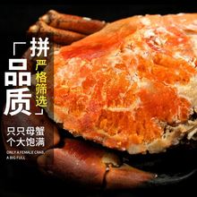 【1斤单价】鲜活面包蟹新海鲜水产特超大帝王发财黄金珍宝母螃蟹