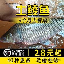 鲮鱼苗土鲮鱼苗麦鲮鱼苗泰鲮鱼苗活体淡水养殖鲜活可食用观赏鱼缸