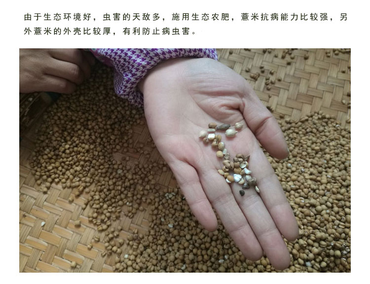 【山尖百合】糯薏米 小粒黄薏仁米 贵州本地品种农家肥薏米仁500g