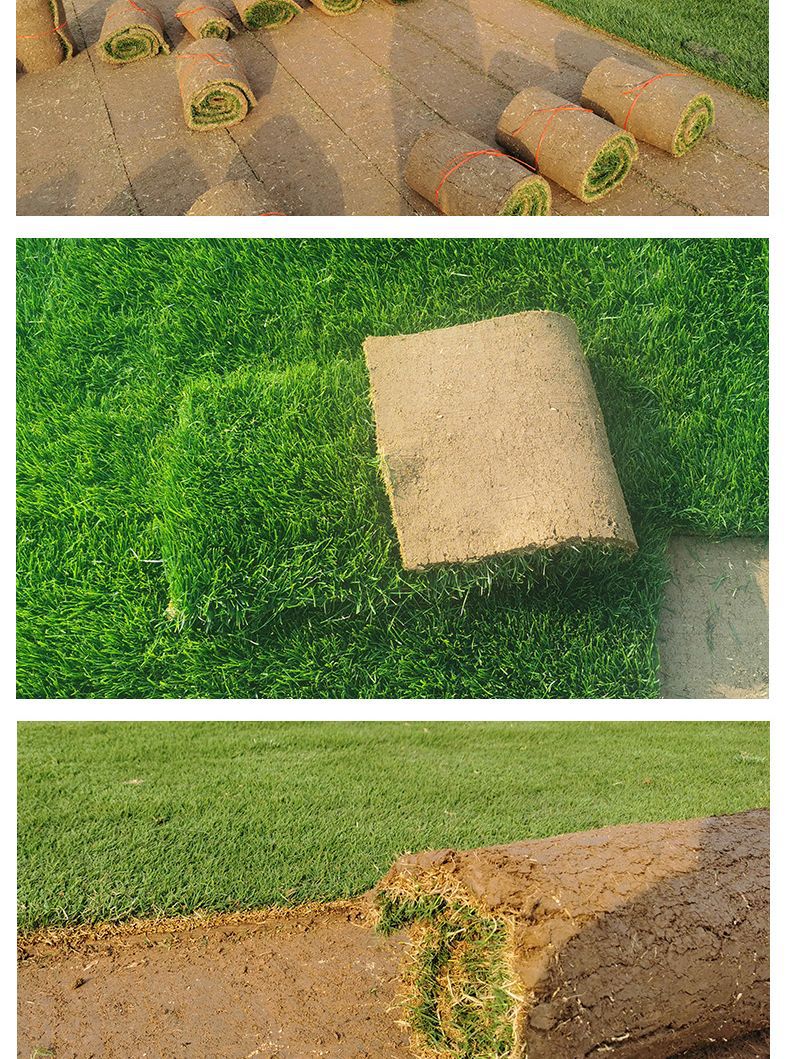 基地直销 绿化果岭草草坪草卷四季青 百慕大混播黑麦草冷季节草皮