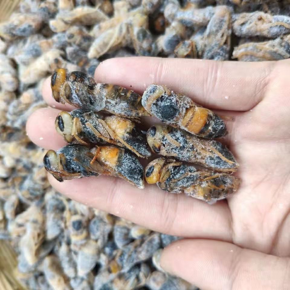 新鲜野生蜂蛹4级虎头蜂马蜂蛹马蜂窝 野味胡峰地蜂虎头蜂活蜂蛹窝