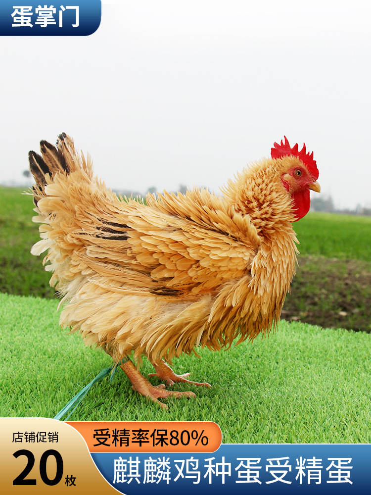 麒麟鸡种蛋受精蛋可孵化农家散养倒毛卷毛翻毛珍禽土鸡受精蛋