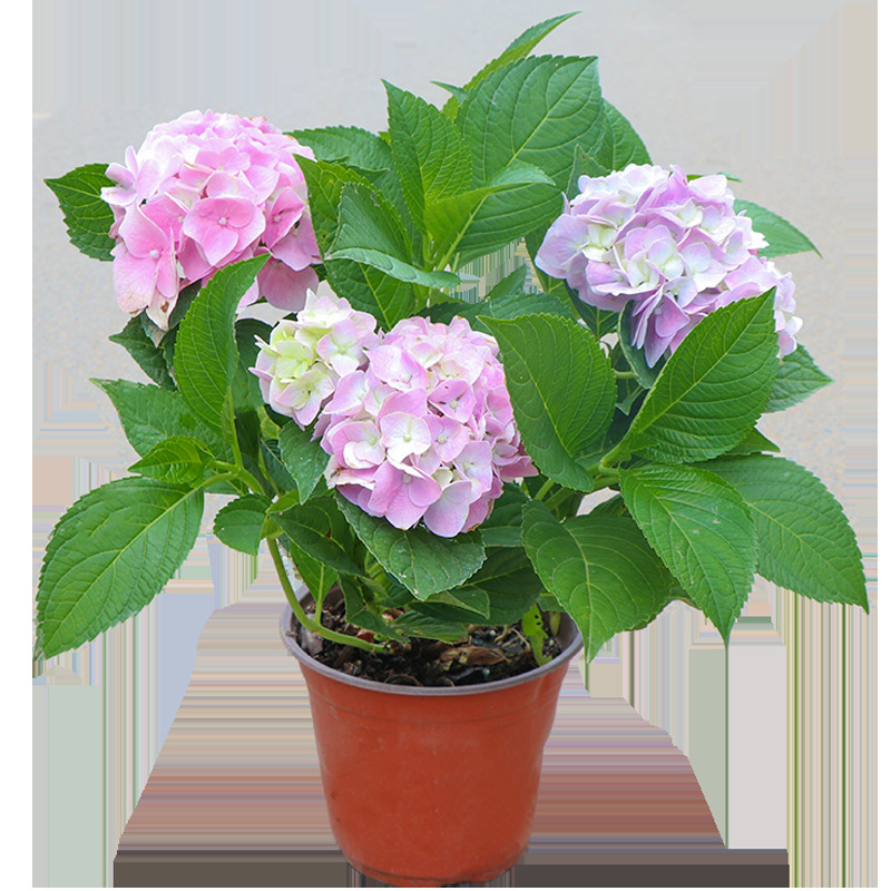绣球花苗无尽夏花卉盆栽庭院植物阳台室内外老桩好养四季开花耐寒