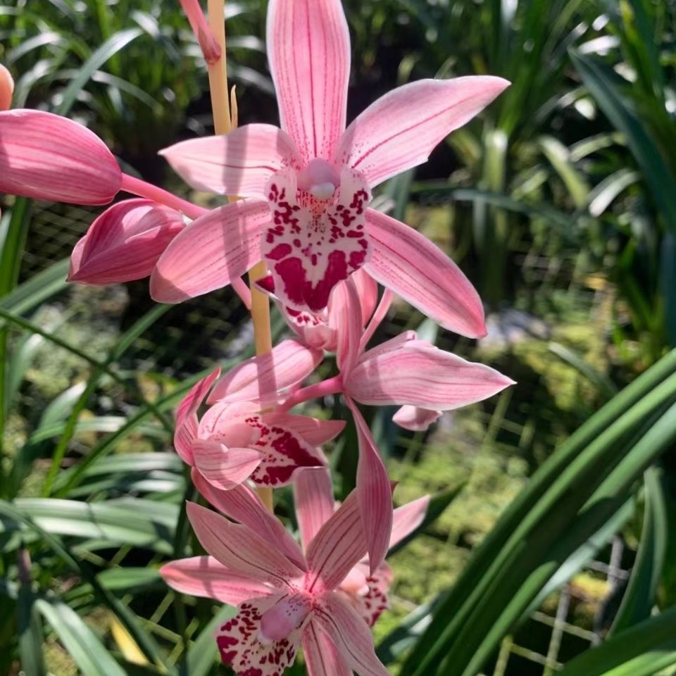 带花包,红满天,是秋冬花季建兰,过年正花开旺季的喜庆品种