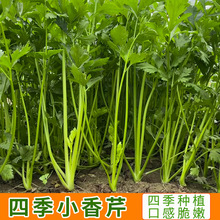 芹菜种子四季小香芹种子阳台小院花盆适用秋冬易种蔬菜种子简单