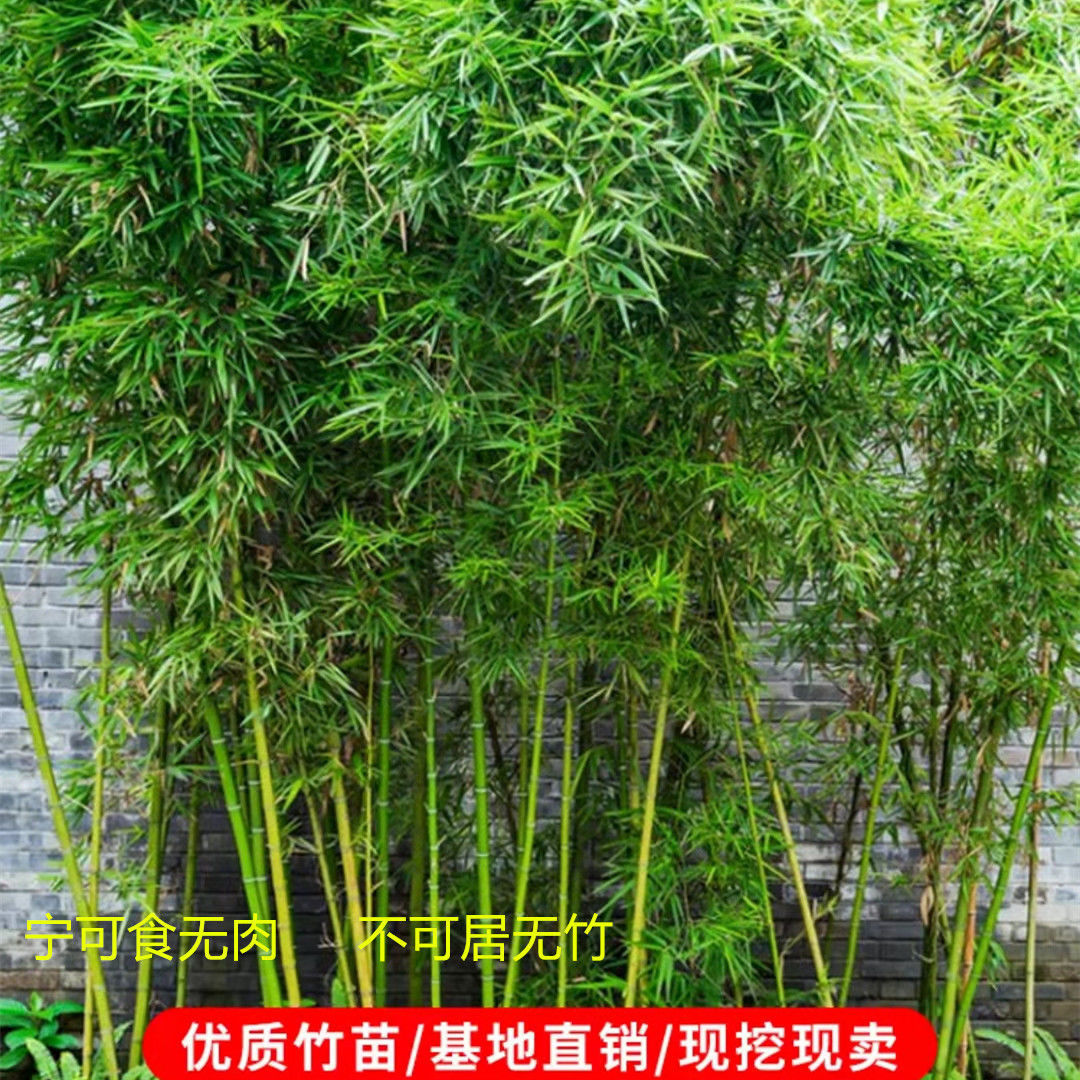 竹子苗批发庭院盆栽耐寒紫竹金镶玉罗汉竹黄金竹四季青竹户外种植